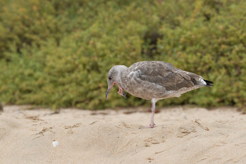 female sea gull on the beach looking for food with green selective focus background, Crystal cove state park