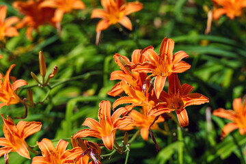 vibrant orange daylily blooming against a verdant green background