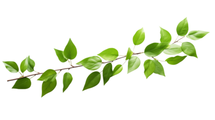 Fresh green leaves on a branch transparent background.