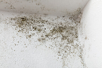 Black Mold on a White Wall , Health Hazard, Stachybotrys chartarum