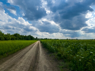 Landscape of South Hungary in Summer