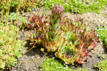 Decorative succulent Rejuvenated or Stone Rose under bright sunlight.