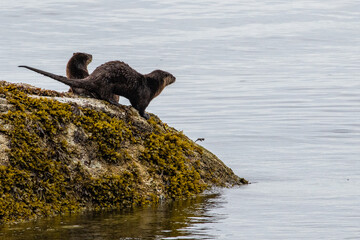 Family of River Otters