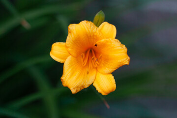 orange flower with dew drops