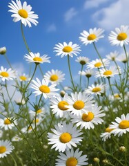 Fototapeta premium Beautiful spring background with blooming chamomile and blue sky