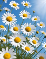 Fototapeta premium Beautiful spring background with blooming chamomile and blue sky