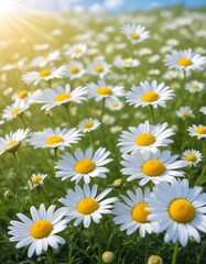 Obraz premium Beautiful spring background with blooming chamomile and blue sky