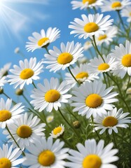 Fototapeta premium Beautiful spring background with blooming chamomile and blue sky
