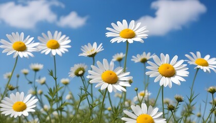 Fototapeta premium Beautiful spring background with blooming chamomile and blue sky