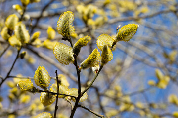 Yellow catkins Salix caprea blooming in spring