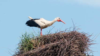 stork in the nest