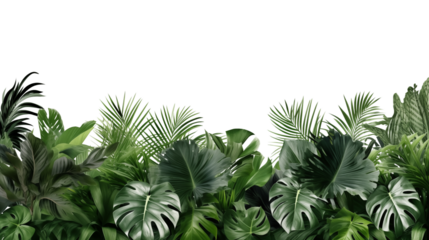 Lush green tropical plants bush (monstera, palm, rubber plant, pine and fern) transparent background.