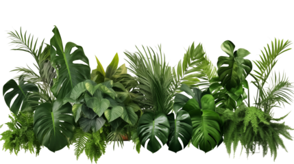 Lush green tropical plants bush (monstera, palm, rubber plant, pine and fern) transparent background.