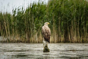White tailed eagle in wild nature