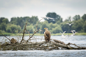 White tailed eagle in wild nature