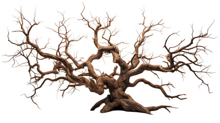 Majestic isolated leafless tree with gnarled branches and twisted trunk transparent background.