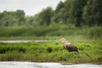 White tailed eagle in wild nature