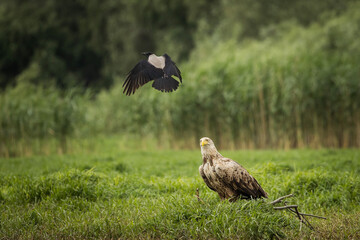 White tailed eagle chased by a craw