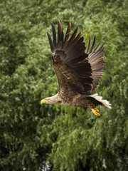 White tailed eagle in wild nature