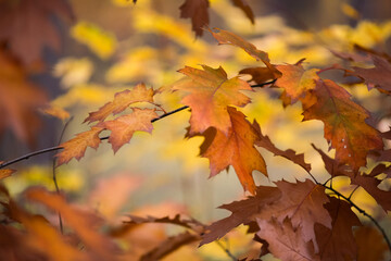 Autumn leaves