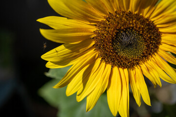 Obraz premium detail of a yellow sunflower with a litlle spider