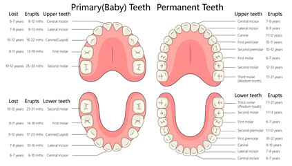 primary and permanent teeth development stages, showing eruption and loss timelines for upper and lower teeth diagram hand drawn schematic vector illustration. Medical science educational illustration