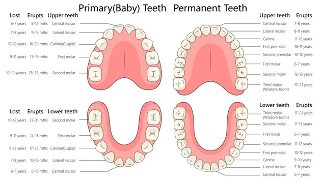 primary and permanent teeth development stages, showing eruption and loss timelines for upper and lower teeth diagram hand drawn schematic vector illustration. Medical science educational illustration