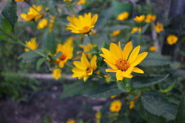 yellow flowers in the garden