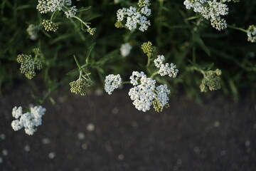 detail of yarrow plant (Achillea millefolium)