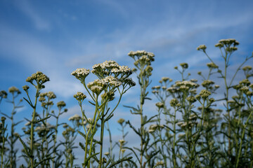 yarrow plant (Achillea millefolium) with blue sky © Olivia Neuhaus