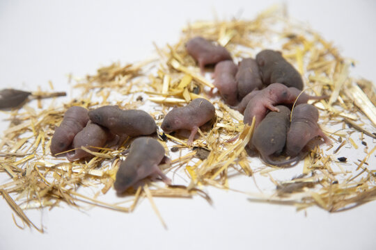 Pinky mice
