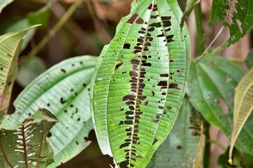Nahaufnahme tropische Pflanzenblätter