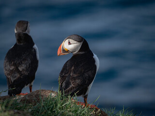 atlantic puffin or common puffin