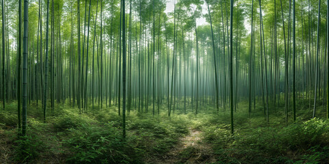 Fototapeta premium A serene bamboo forest with straight stalks