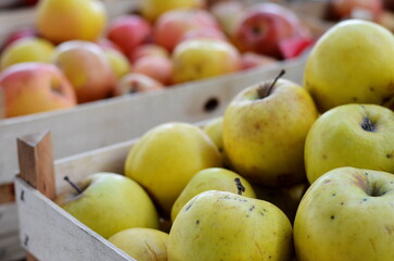Wooden crates full of red ripe apples after harvest on apple farm, ready for apple juice press. Ecological agriculture concept