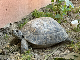 the turtle in my backyard