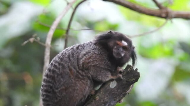 marmoset