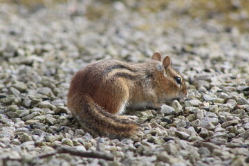 chipmunk collecting nuts