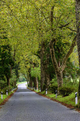 Naklejka premium Açores (Portugal)