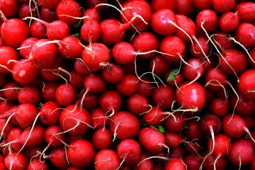 Freshly harvested, purple colorful radish. Growing radish. Growing vegetables. Bunches of fresh radishes on store counter.Bunch of radishes. Freshly harvested, purple colorful radish. Growing radish. 