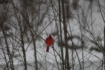 cardinals in the winter