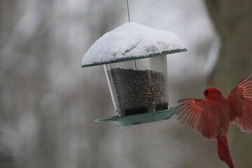 red cardinal in a feeder
