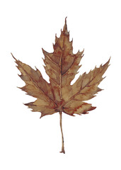 Watercolor autumn sepia maple leaf. Vintage hand drawn illustration .