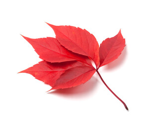 Red autumn virginia creeper leaves isolated on white background