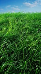 Obraz premium Lush green grass swaying gently under a bright blue sky with scattered white clouds. The blades of grass appear vibrant and healthy, creating a serene and natural landscape.