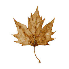 Sepia maple leaf. Watercolor hand drawn illustration.