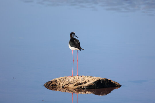 Black Necked Stilt at the Great Salt Lake