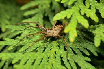 Nursery web spider Pisaura mirabilis