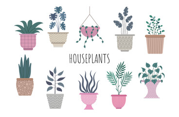 Set of house plants. Indoor flowers in pots. Vector illustration on a white background.