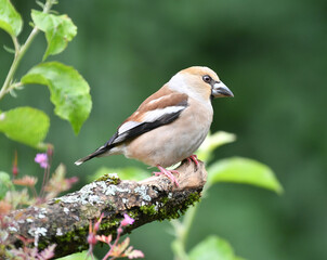 Kernbeisser Weiblich